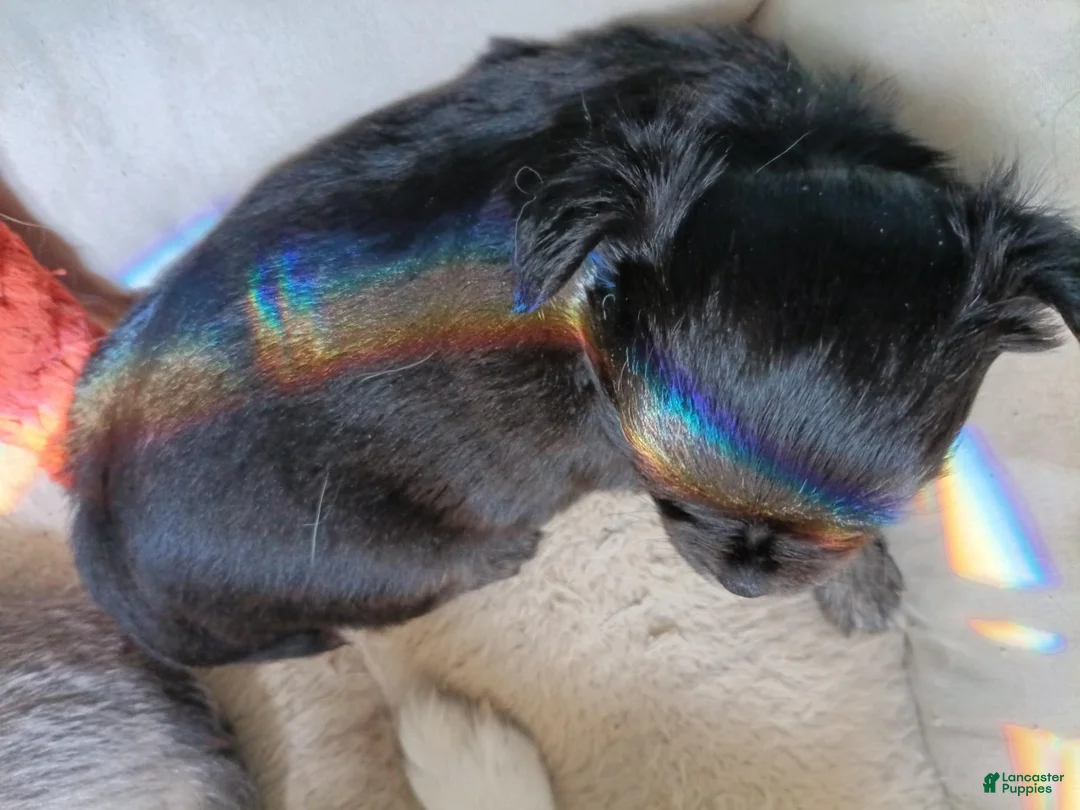 Chihuahua dogs for sale: Chihuahua 1 TRI-COLOR MALE - Ad 2