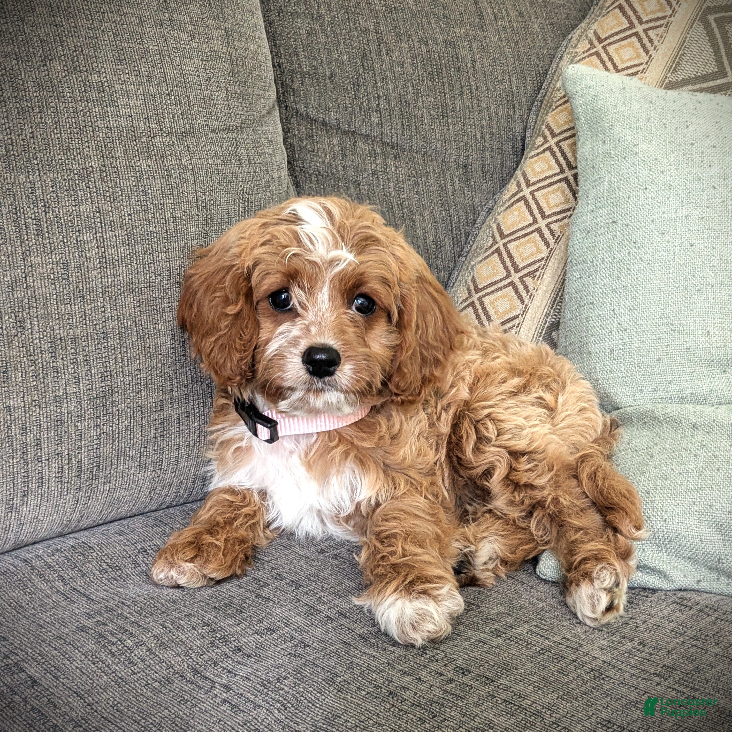Cavapoo dogs Sunshine - Ad 2