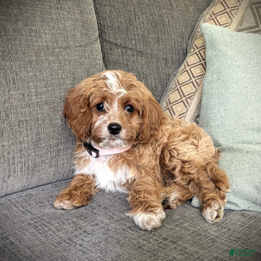 Cavapoo dogs for sale: Sunshine - Ad 2
