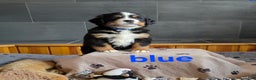 Bernese Mountain Dog dogs for sale: Blue - Ad 8