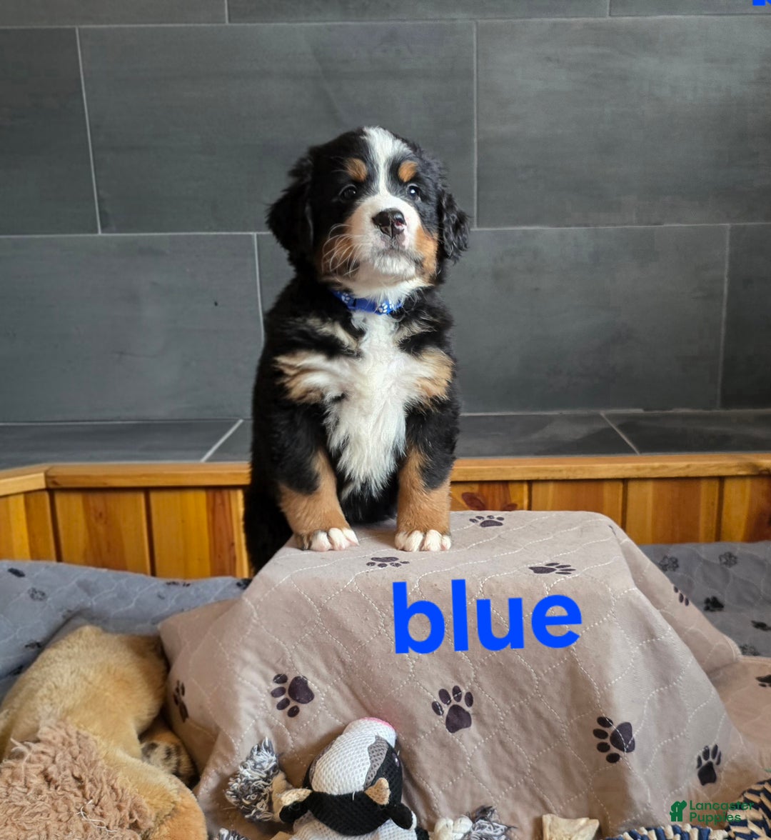 Bernese Mountain Dog dogs for sale: Blue - Ad 8