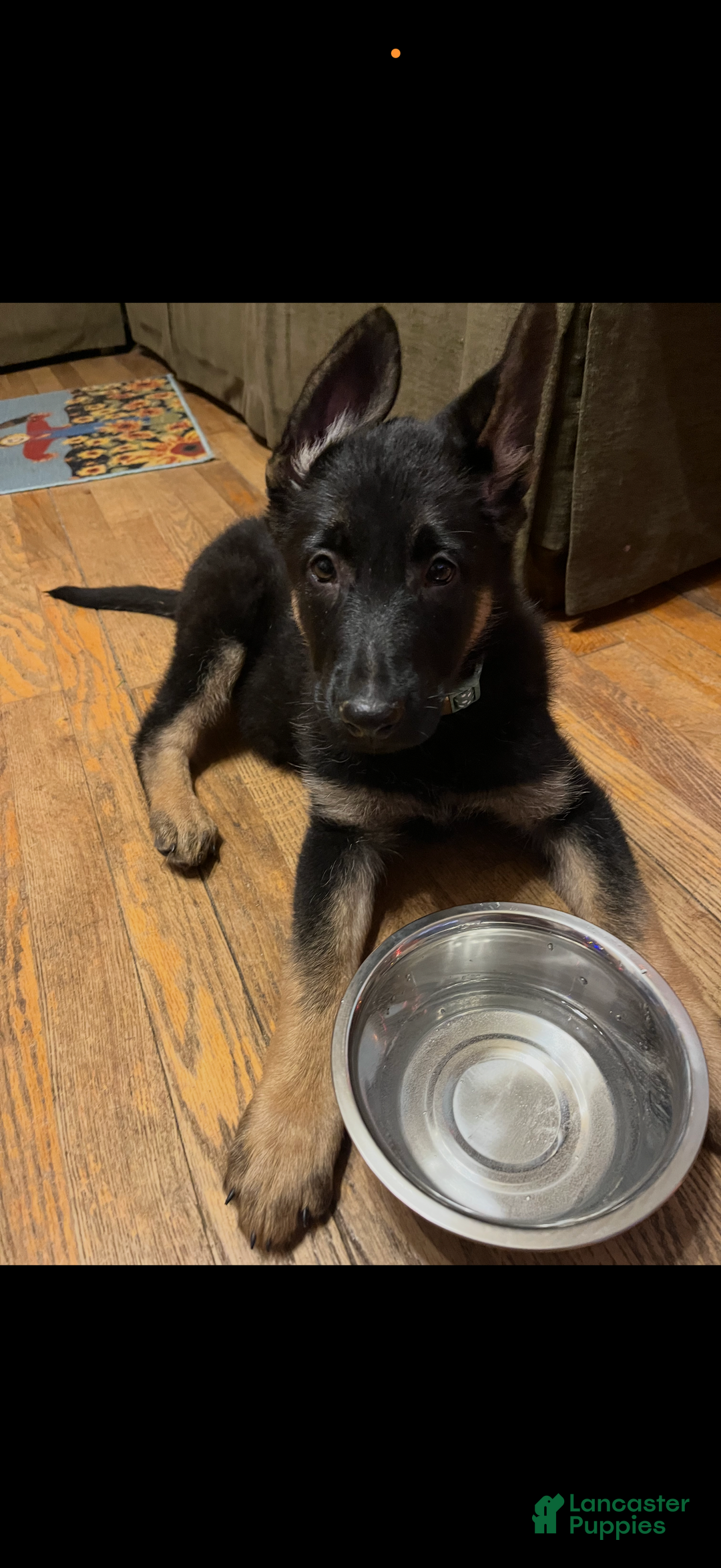German Shepherd dogs for sale: Bella - Ad 3