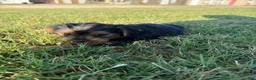 Yorkshire Terrier dogs for sale: Mini mouse  - Ad 5