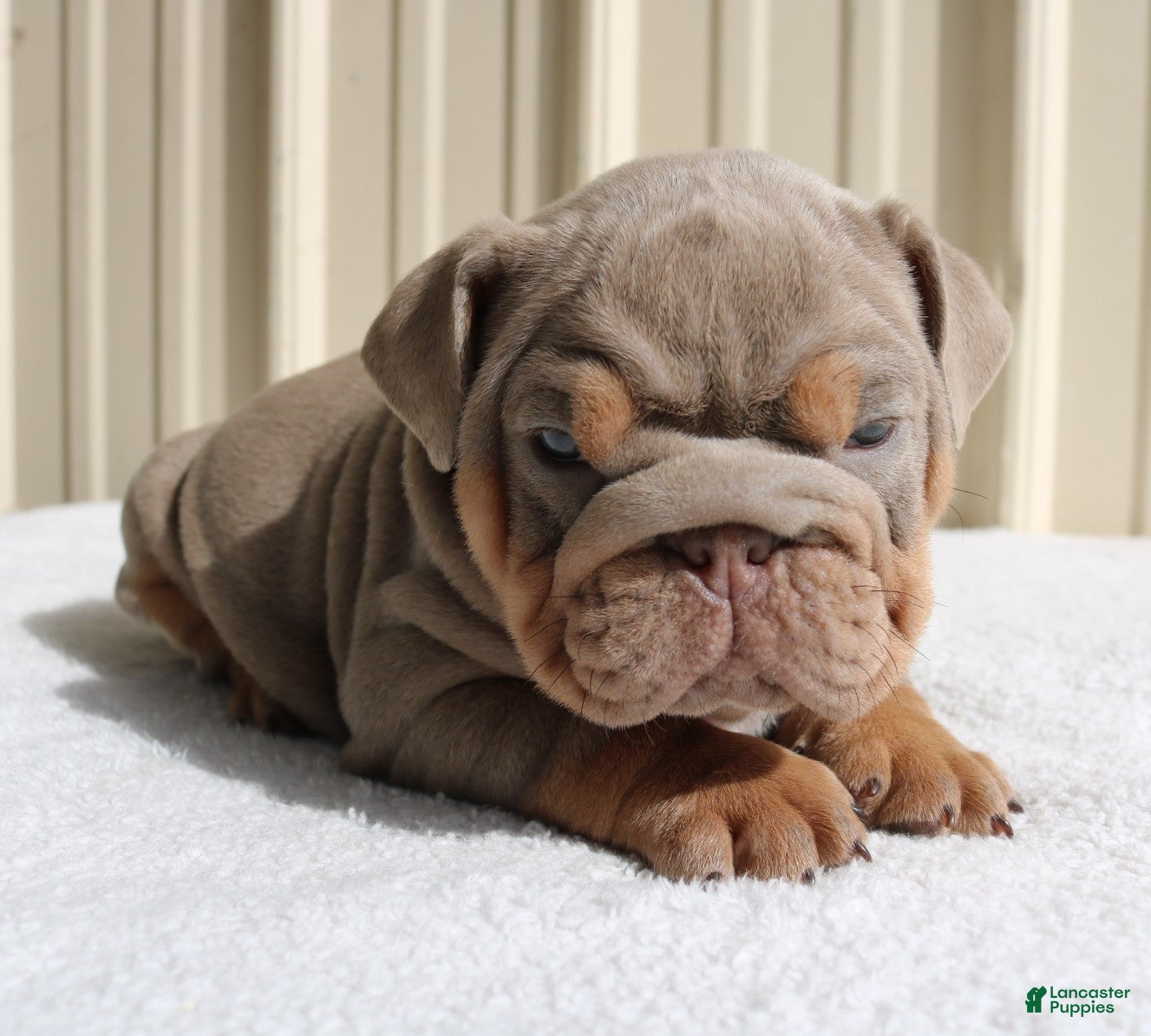 English Bulldog dogs Becca - Ad 2