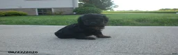 Yorkiepoo dogs for sale: Jill - Ad 8