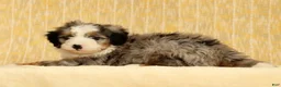 Mini Bernedoodle dogs for sale: River - Ad 5