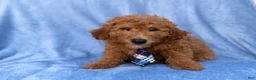 Mini Goldendoodle dogs for sale: Dash - Ad 8