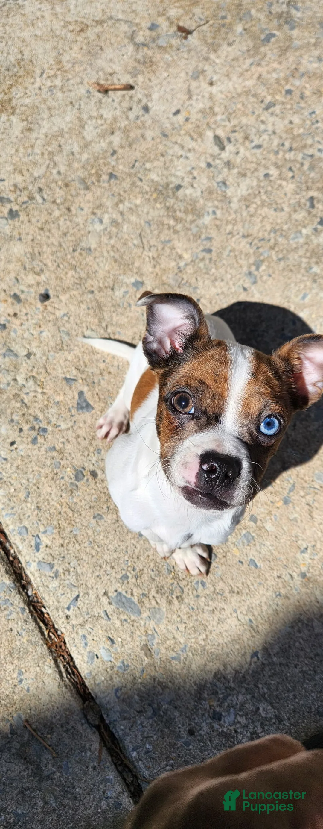 Mixed Breed dogs for sale: Mixed Breed Puppy 1 - Ad 9