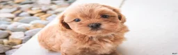 Shihpoo dogs for sale: Boone - Ad 8