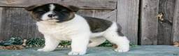Akita dogs for sale: Savanah  - Ad 1