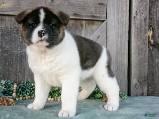 Akita dogs for sale: Savanah - Ad 1