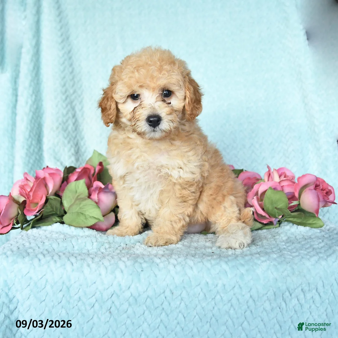 Miniature Poodle dogs for sale: Kate - Ad 1