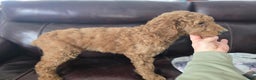 Standard Poodle dogs for sale: Lily - Ad 1