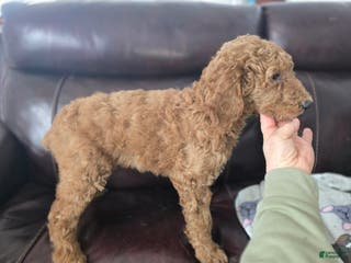 Standard Poodle dogs Lily - Ad 7