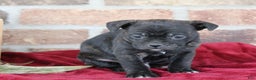 Mixed Breed dogs for sale: Duke - Ad 2