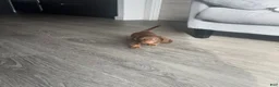 Miniature Dachshund dogs for sale: Miniature Dachshund Puppy 1 - Ad 3