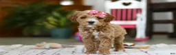 Mini Goldendoodle dogs for sale: Janice - Ad 3