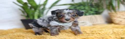 Yorkiepoo dogs for sale: Enzo - Ad 4