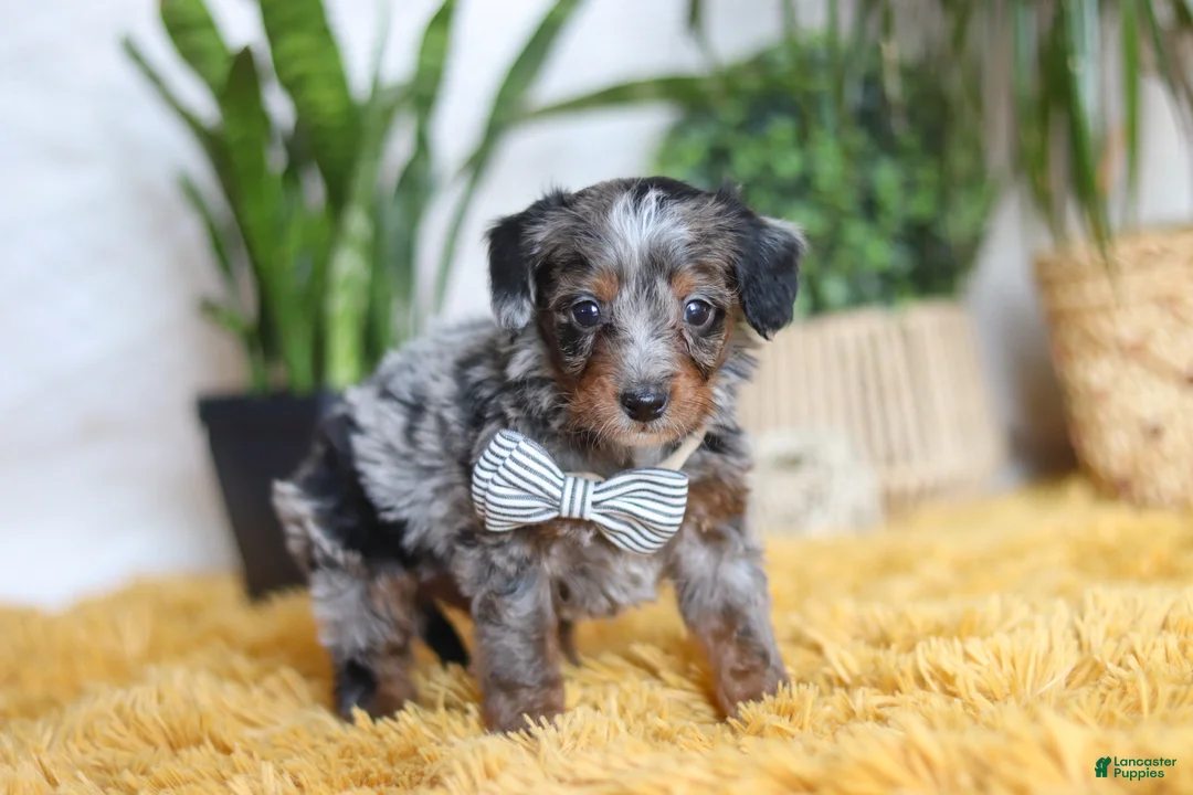 Yorkiepoo dogs for sale: Enzo - Ad 4