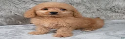 Mini Goldendoodle dogs for sale: Ranger ID: 3859 - Ad 10