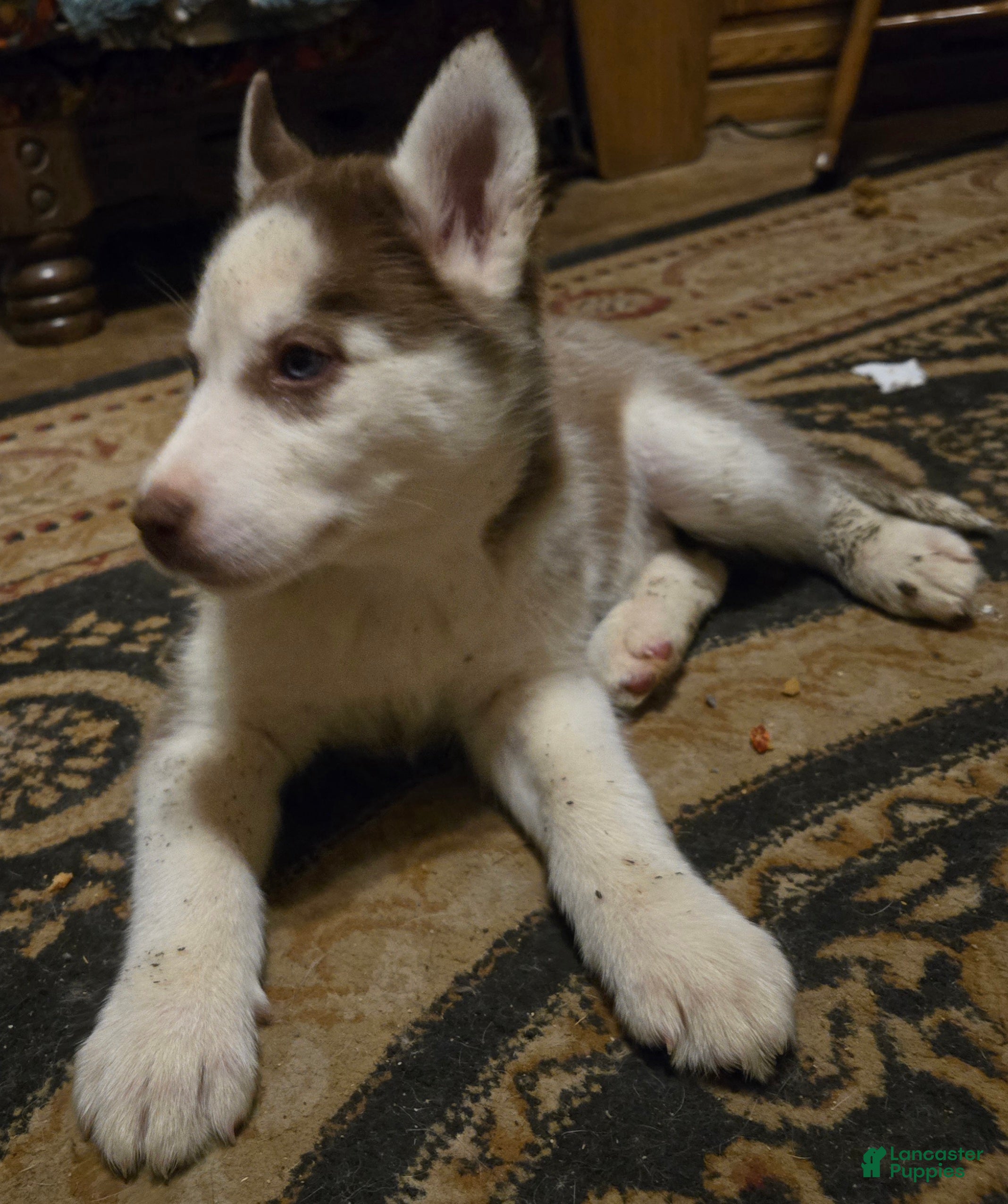 Siberian Husky dogs Cassidy - Ad 2