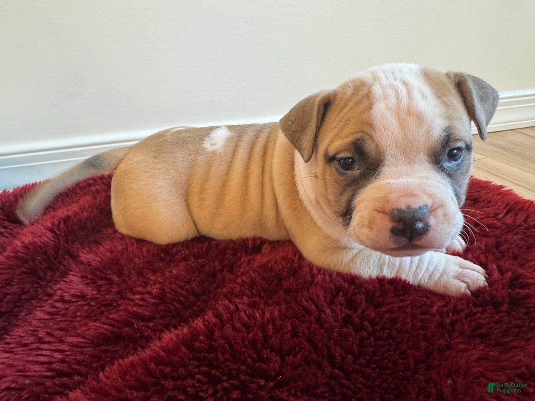 American Bully dogs for sale: Posie - Ad 3