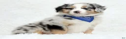 Australian Shepherd dogs for sale: River - Ad 1