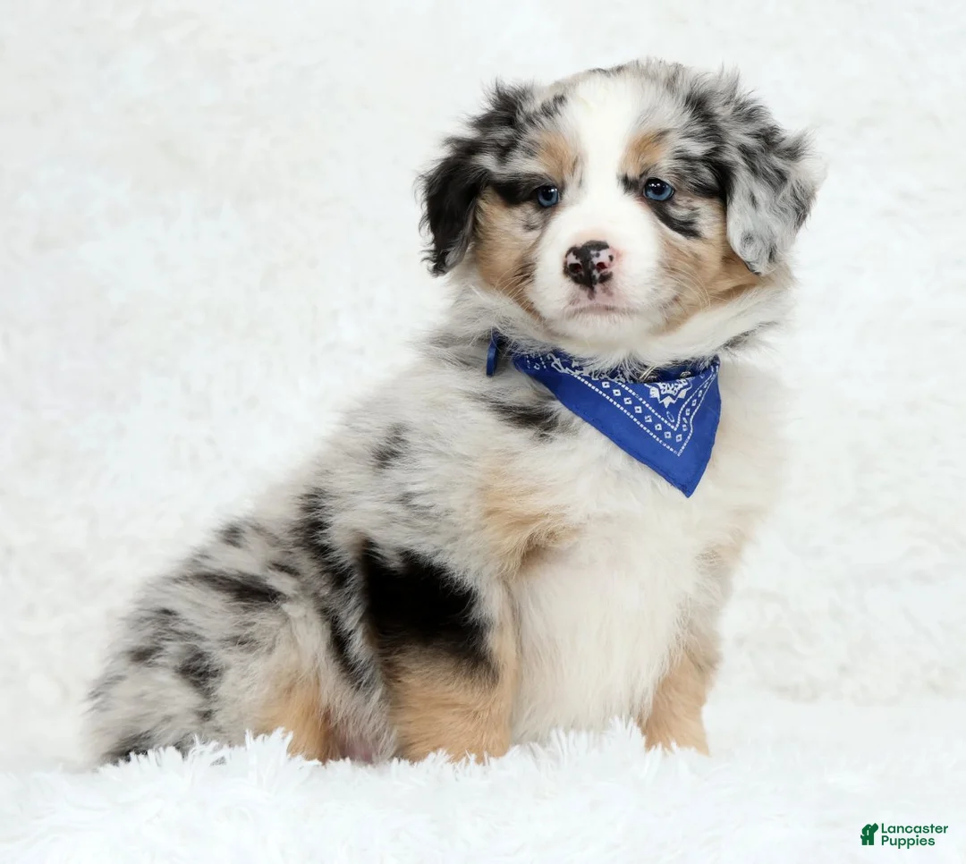 Australian Shepherd dogs for sale: River - Ad 1