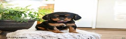 Cavalier King Charles Spaniel dogs for sale: Peppermint - Ad 3