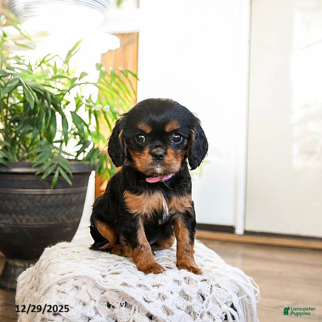 Cavalier King Charles Spaniel dogs for sale: Peppermint - Ad 3