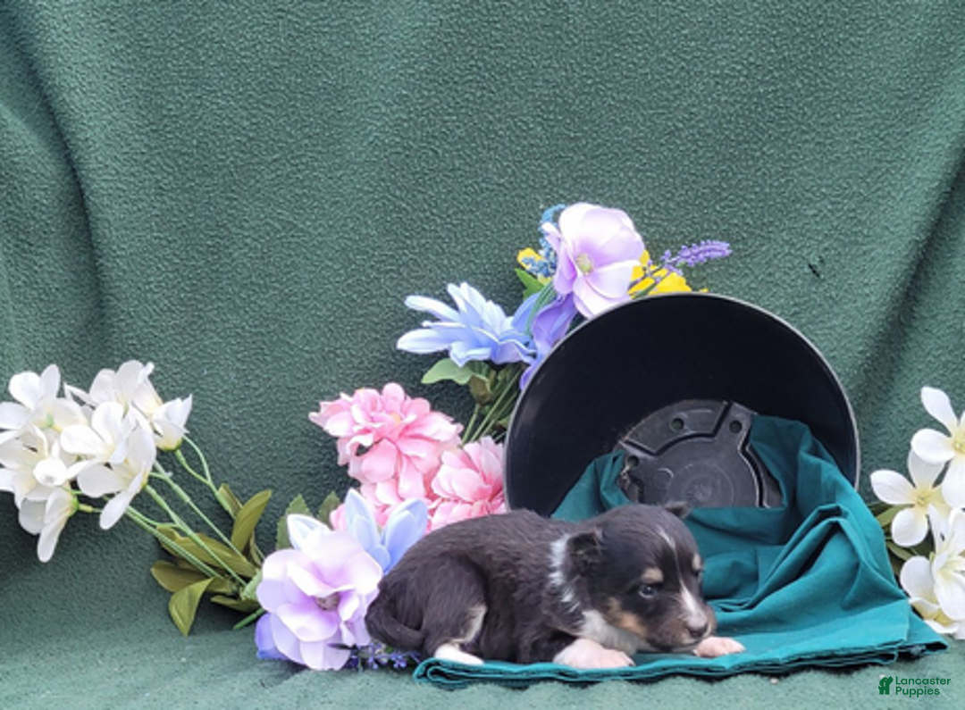 Shetland Sheepdog dogs for sale: Sweetie pie - Ad 5