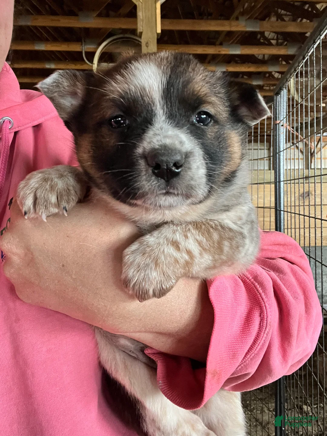 Australian Cattle Dog dogs for sale: Riley - Ad 1