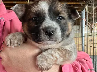Australian Cattle Dog dogs Riley - Ad 17