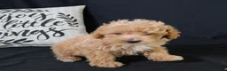 Maltipoo dogs for sale: Milo - Ad 4