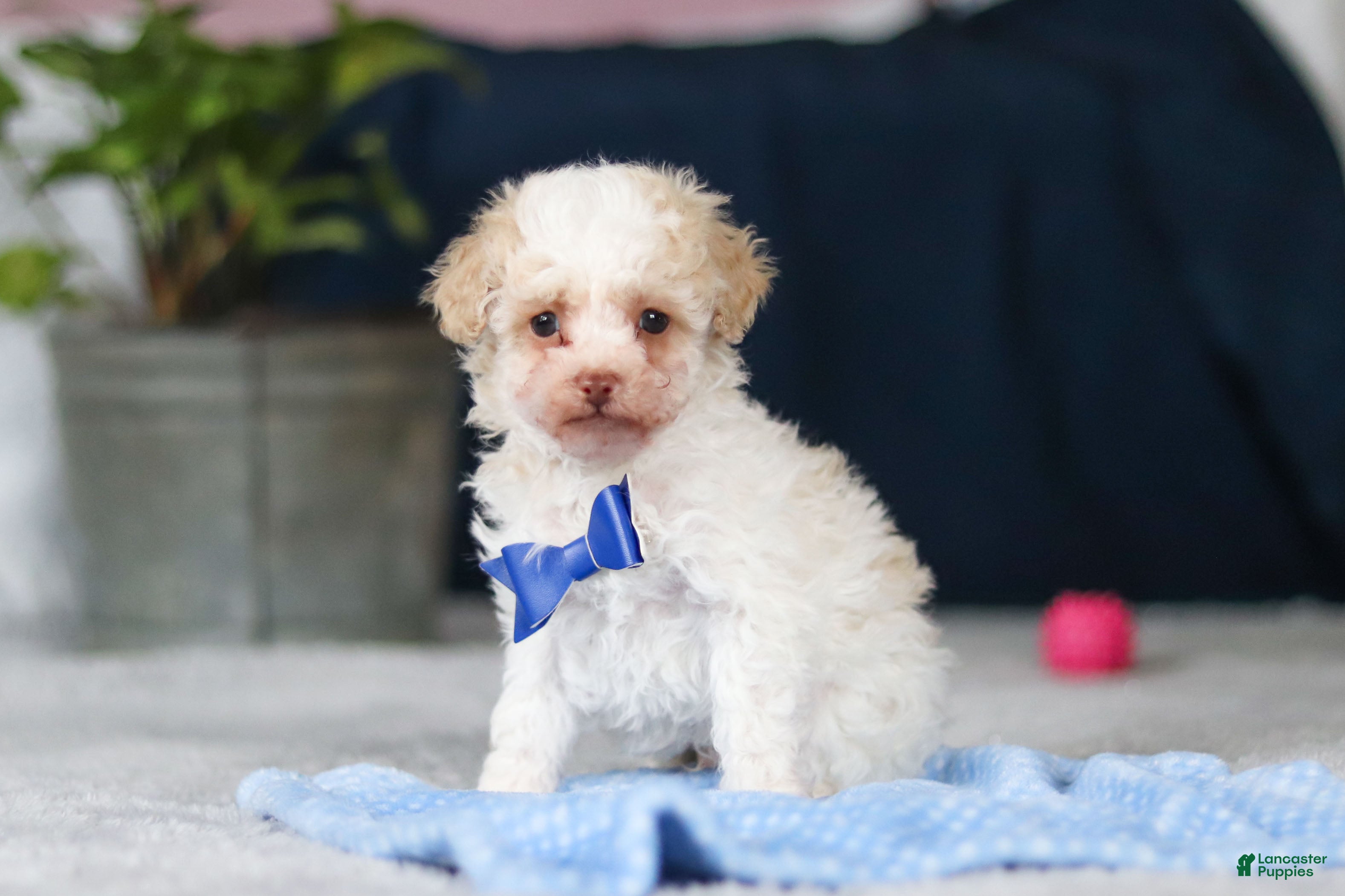 Toy Poodle dogs Crisco - Ad 2