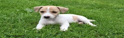 Jack Russell Terrier dogs for sale: Honey - Ad 4
