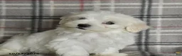 Maltese dogs for sale: Polly - Ad 3