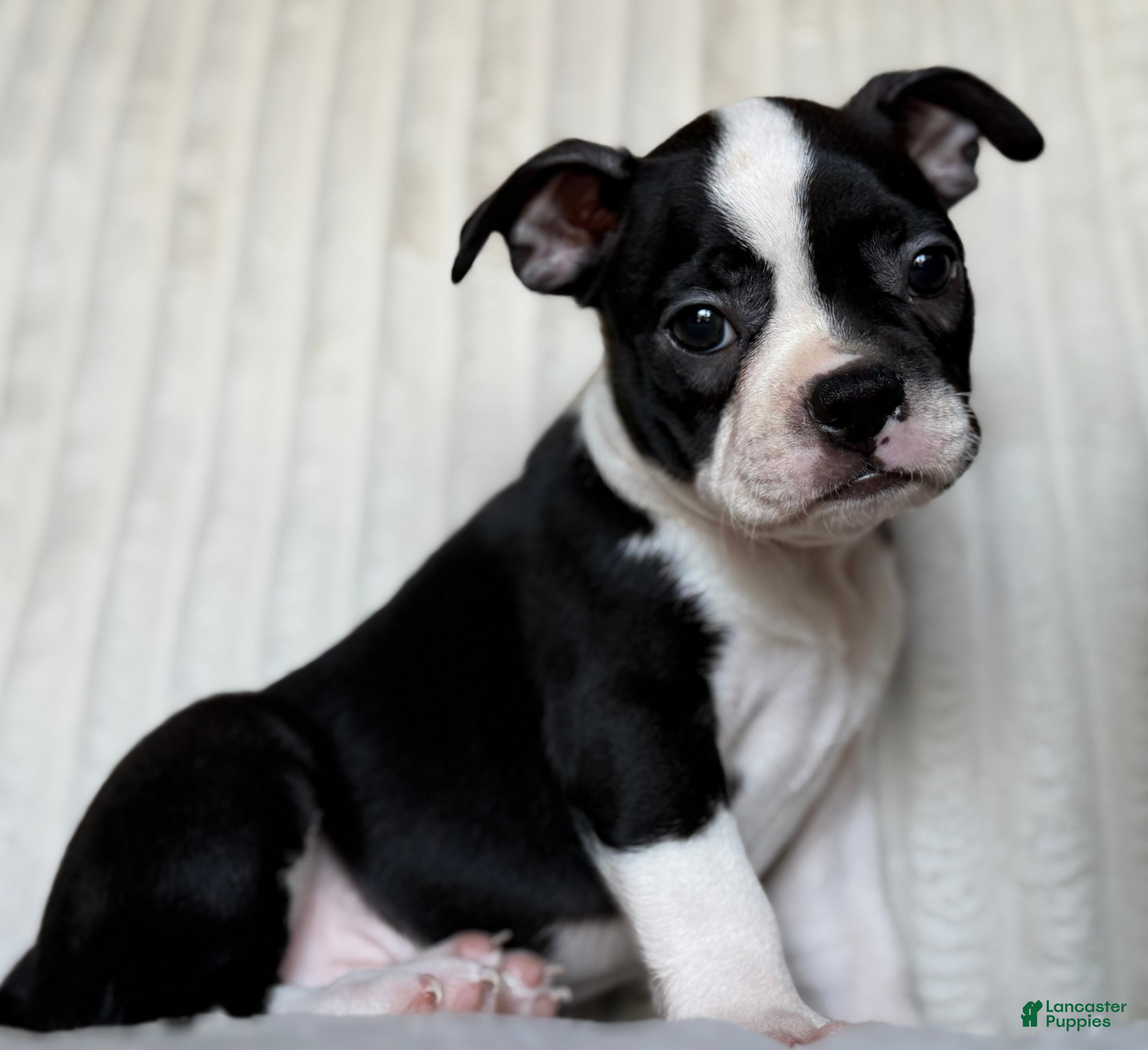 Boston Terrier dogs Boston Terrier 2 - Ad 2