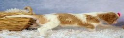 Cavalier King Charles Spaniel dogs for sale:   Nellie🌸 - Ad 12