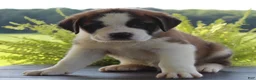 Saint Bernard dogs for sale: Missy - AKC Champion Bloodlines - Ad 12