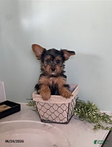 Yorkshire Terrier dogs Ivan - Ad 1