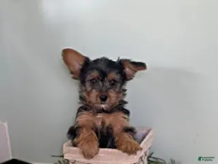 Yorkshire Terrier dogs for sale: Ivan - Ad 1