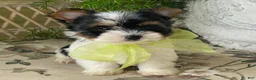 Biewer Terrier dogs for sale: Waldo - Ad 11