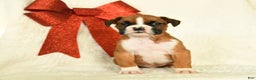 Boxer dogs for sale: Snowcap - Ad 5