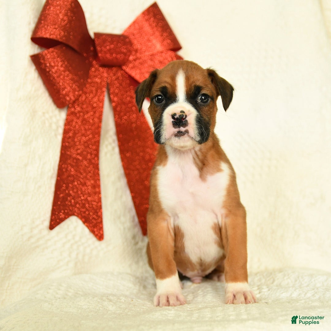 Boxer dogs for sale: Snowcap - Ad 5