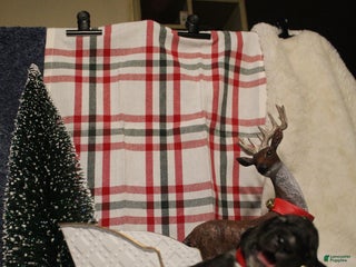 Gerberian Shepsky dogs 6 Red - Ad 15