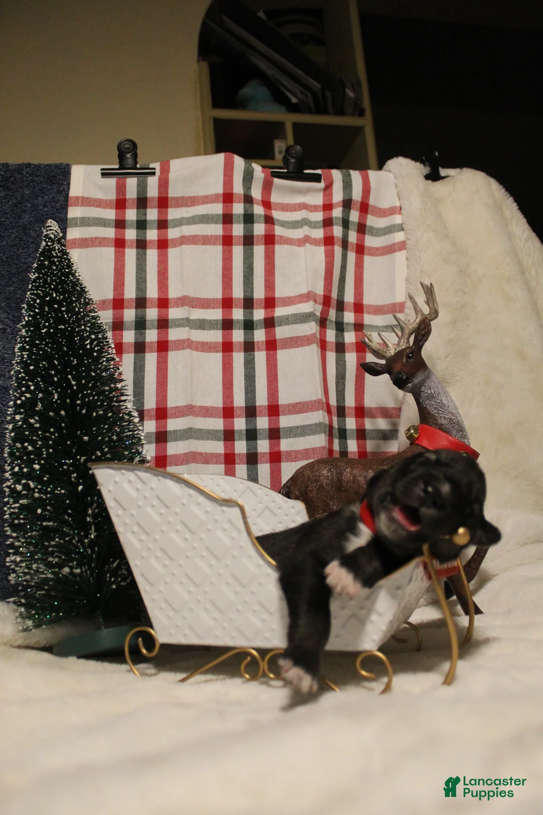 Gerberian Shepsky dogs for sale: 6 Red - Ad 10