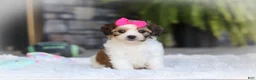 Cavachon dogs for sale: Aspen - Ad 9