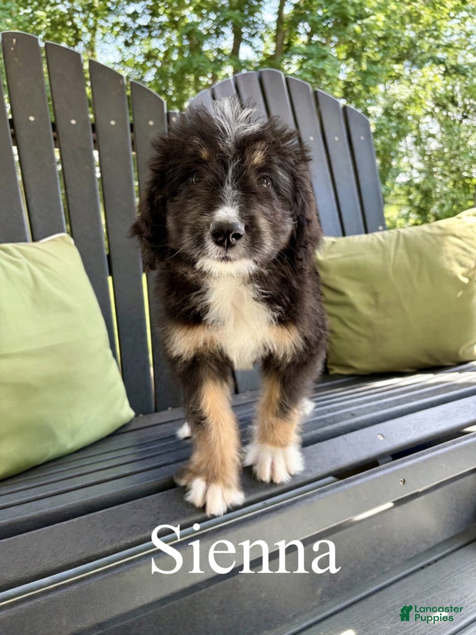 Bernedoodle dogs Sienna- Standard F1 - Ad 3