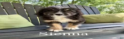 Bernedoodle dogs for sale: Sienna- Standard F1 - Ad 1